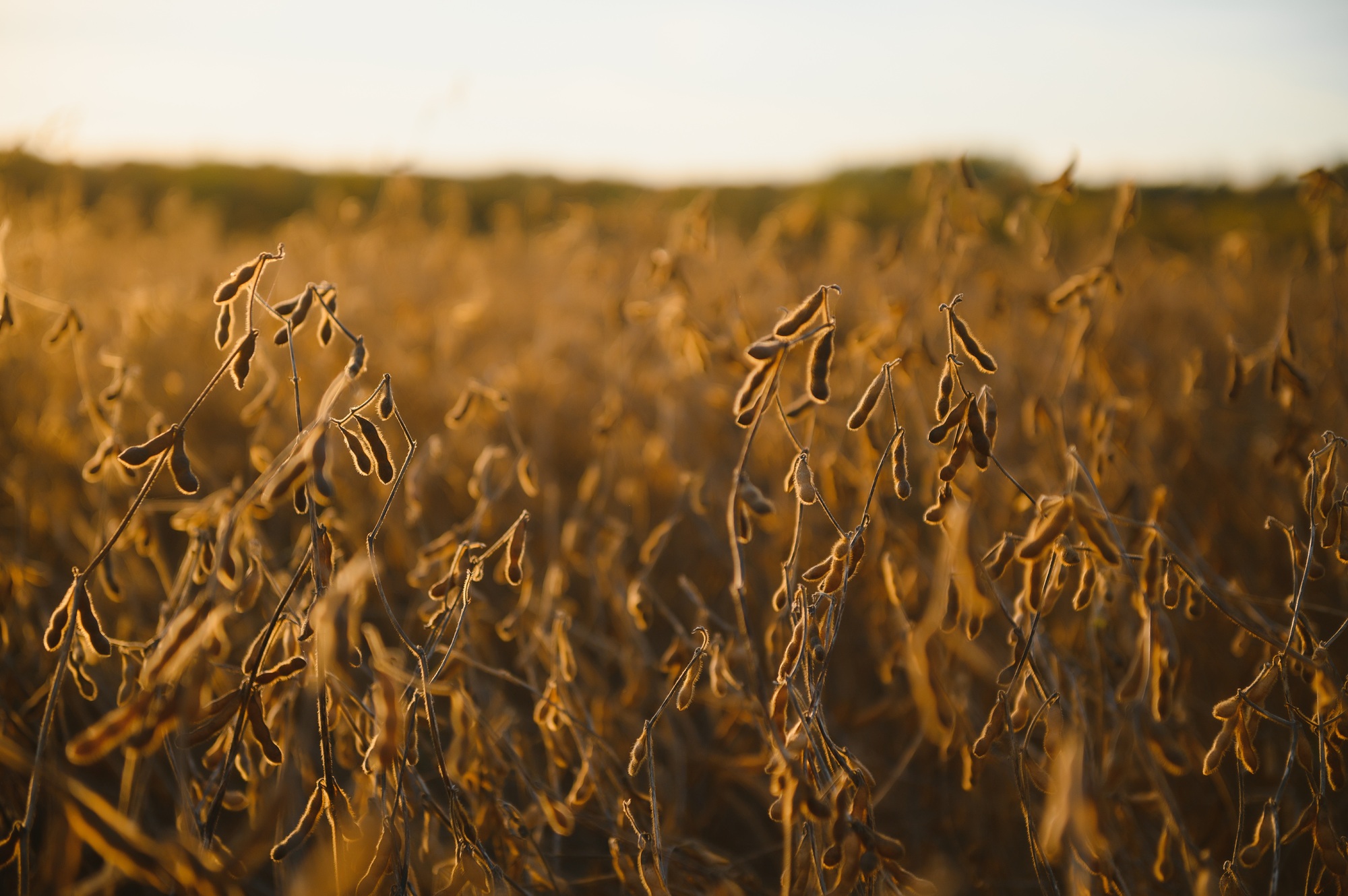 Mature soybean pods, back-lit by evening sun. Soy agriculture